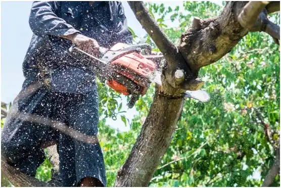 tree services Aibonito